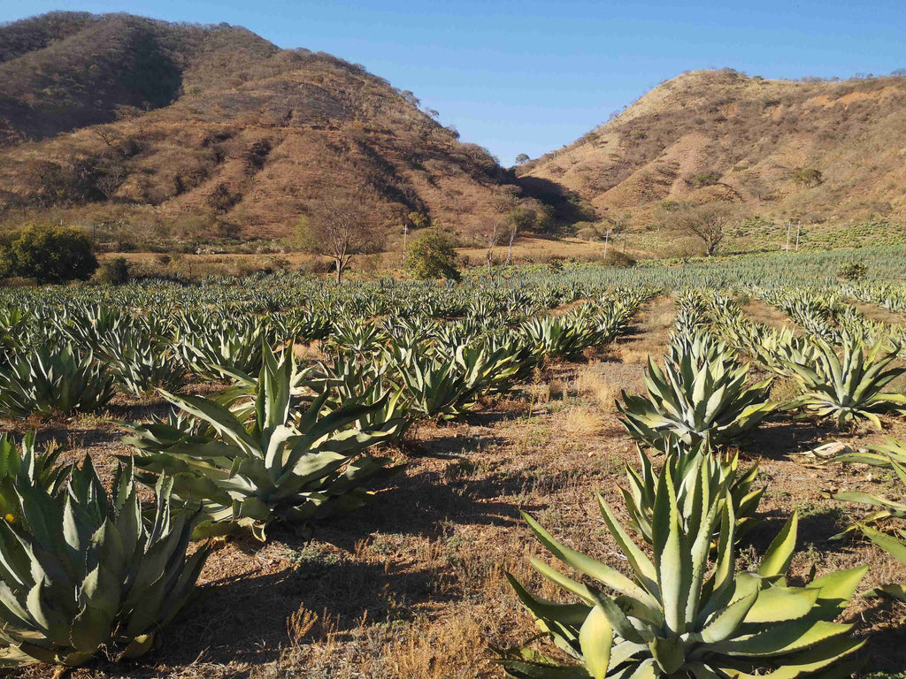 Agave field Jalisco