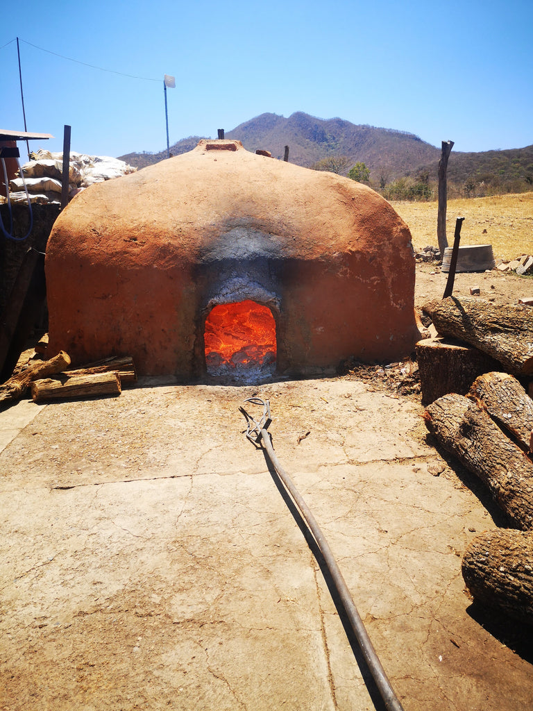 La venenosa Raicilla Logo