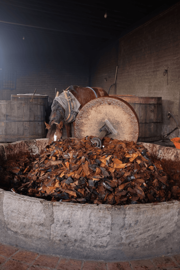 Horse eating on Tahona Oaxaca