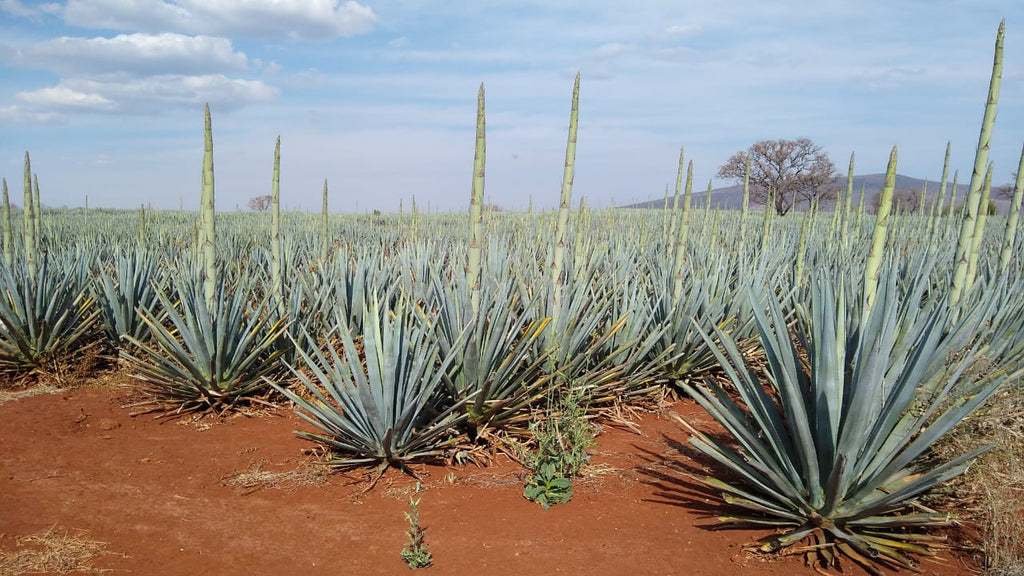 Agave field with Mature Agave