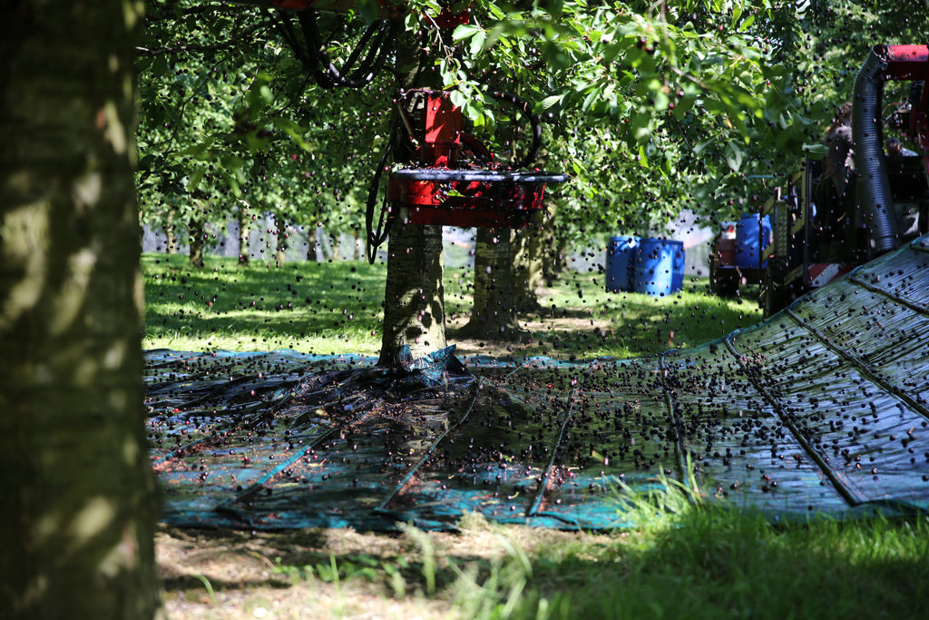 shaking the Cherry trees
