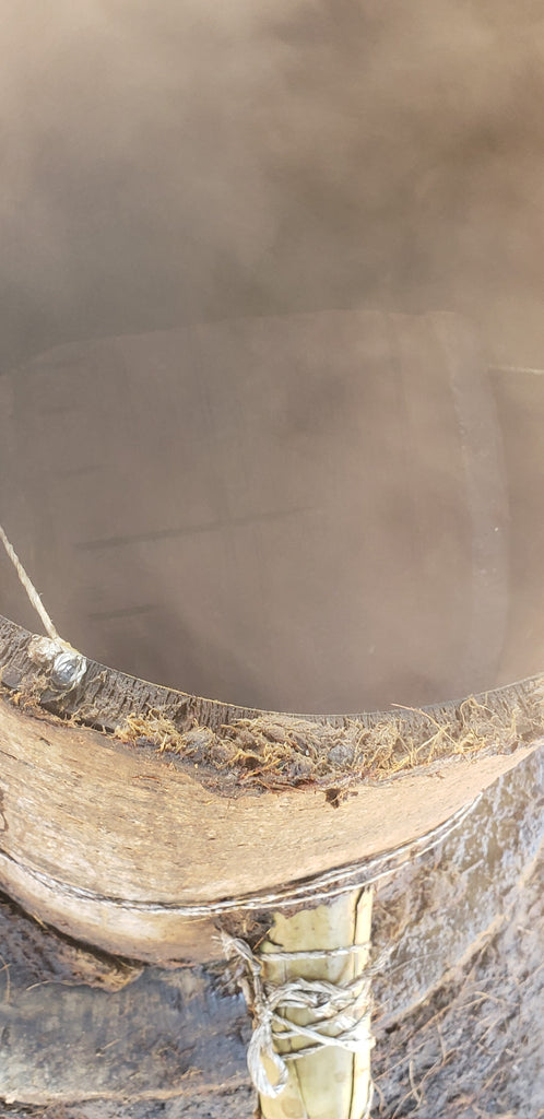 Close up Bonete still in action