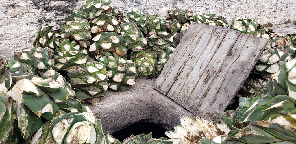 Salmiana Agave stacked above oven lid