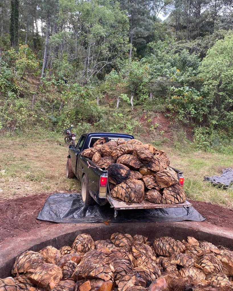 Cooked agave in truck