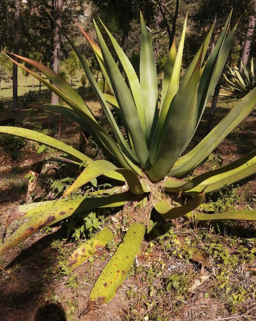 Inaquidiens Agave/ Cenizo