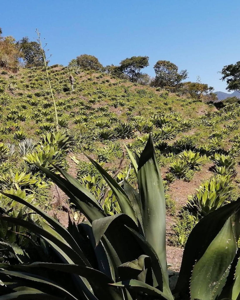 Agave field Michoacan