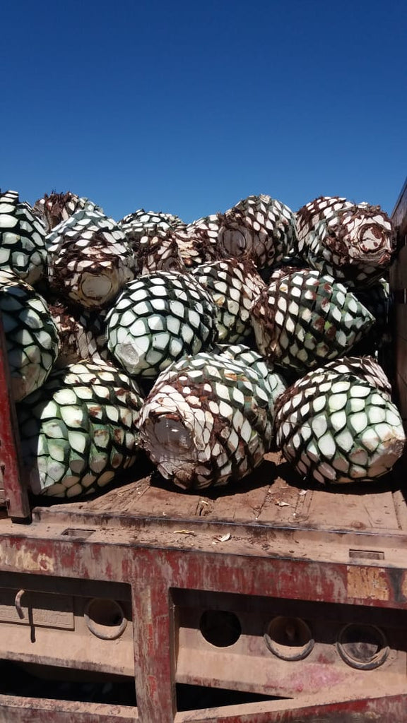 Agave piñas stacked on a truck against a blue sky