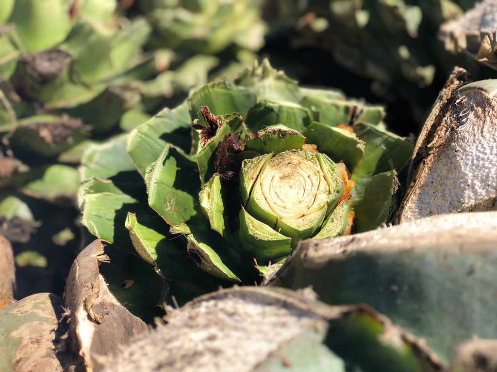 Shaved ripe agave close up