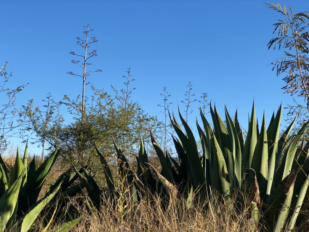 Ripe agaves on the field