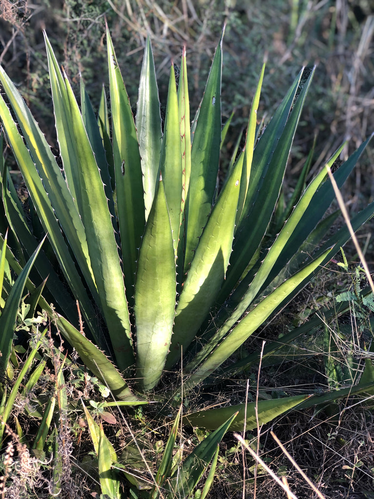 Agave in natural habitat 