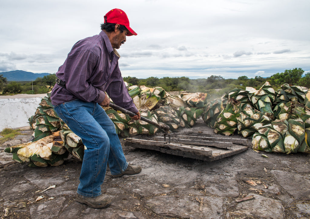 Worker opening lid to load oven with Agave from the top