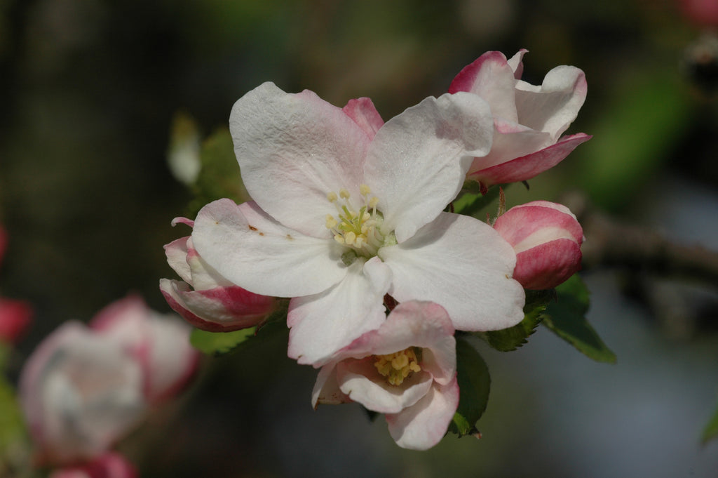 Baetzi apfelbrand blossom close up