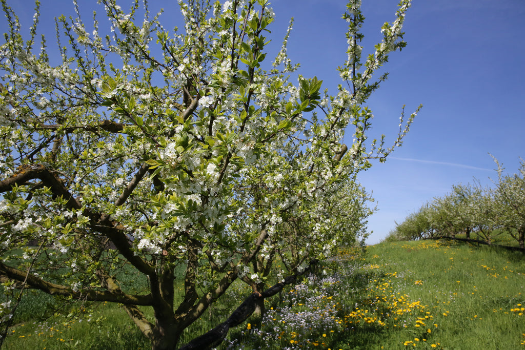 Flowering  apple tree in a field