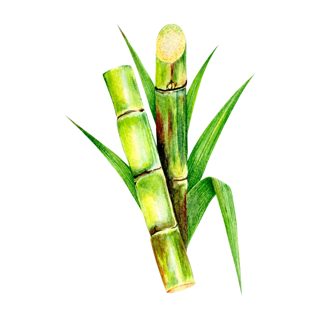 Illustration of  sugarcane with leaves on a white background
