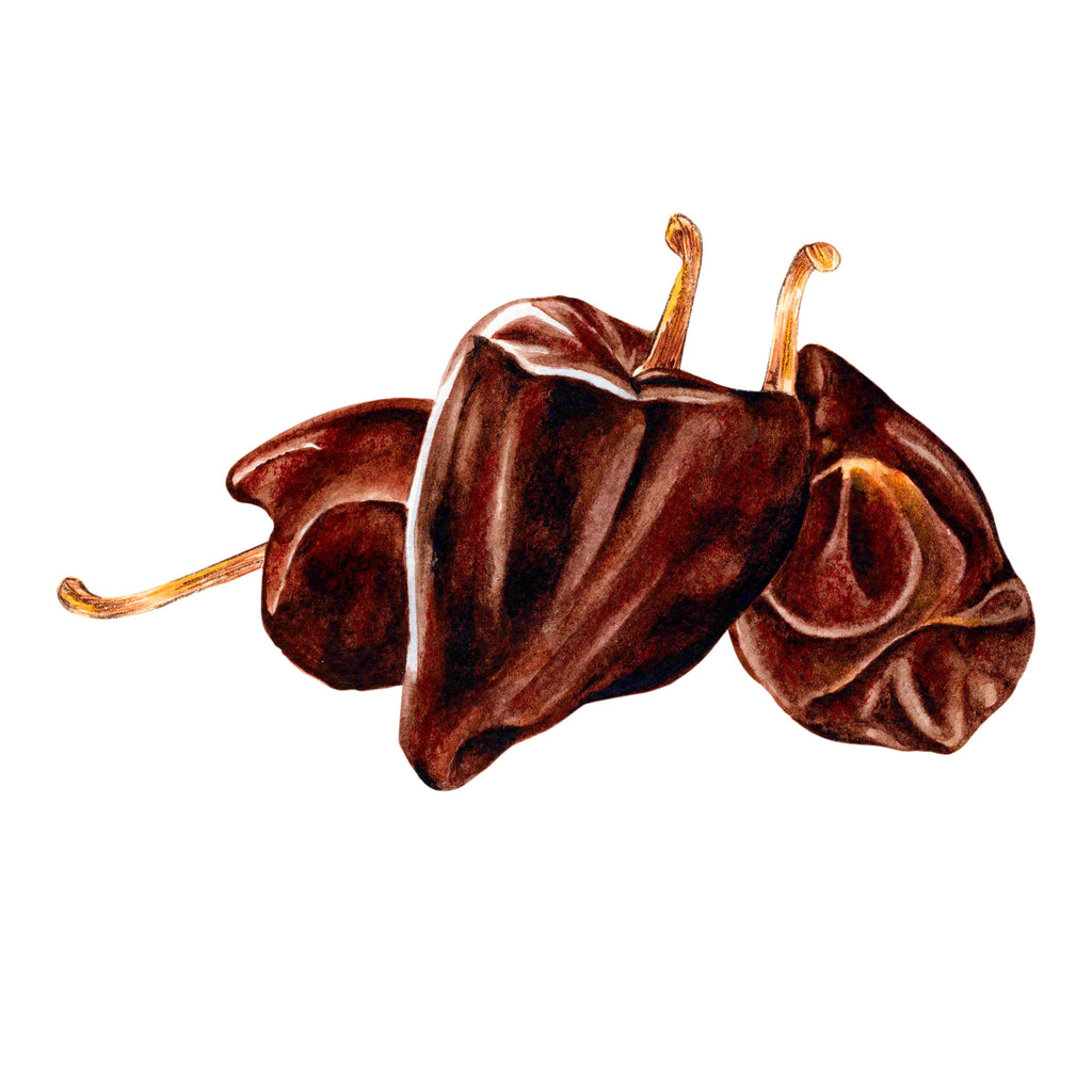 chile chilhuacle ilustration