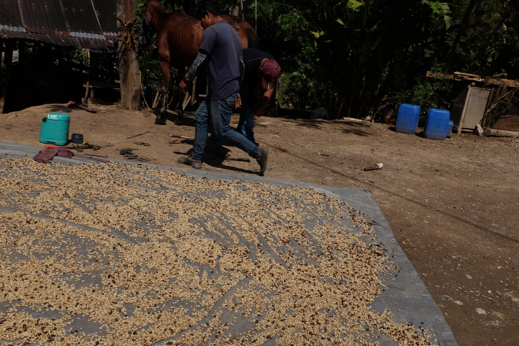 Two people walking near a large pile of coffee beans on a tarp outdoors.