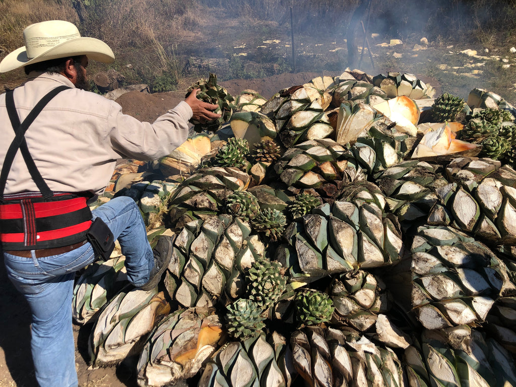 Oven getting loaded with diverse Agave species