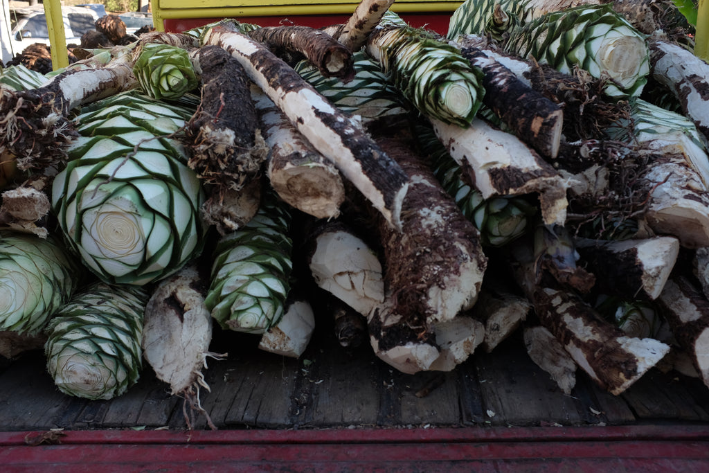 shave and loaded Ripe Agave Bicuixe