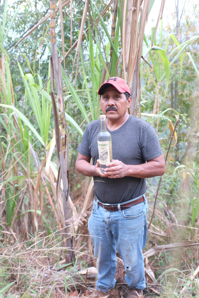 Jose Luis Carrera holding a bottle in a field of tall cane sugar