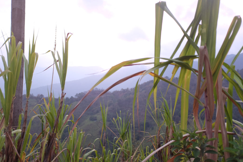 Tall sugar cane field with a cloud forest landscape in the background