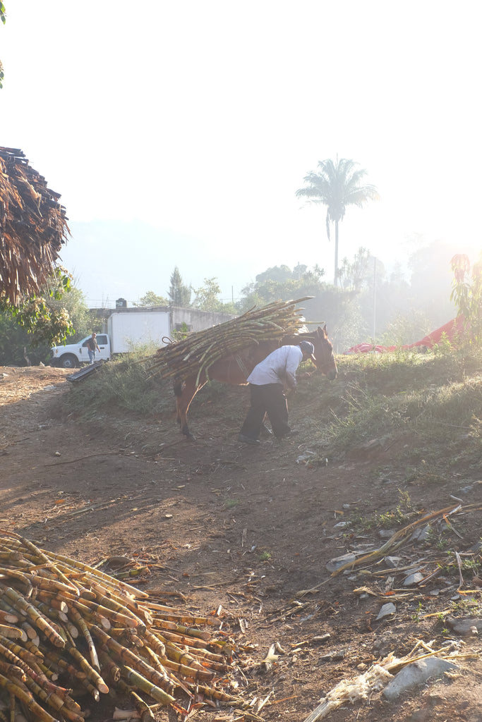 Person walking with sugarcane in a cloud forest 