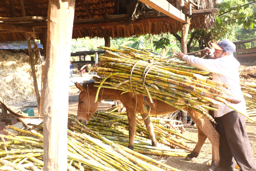 Man carrying a bundle of sugarcane with on a horse  in Tuerto Huautepec