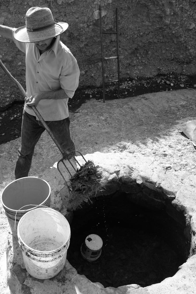 La Venenosa Sierra de Amula Fermentation Tepetate