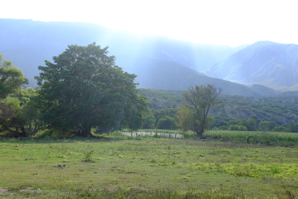 La Venenosa Sierra de Amula view from distillery