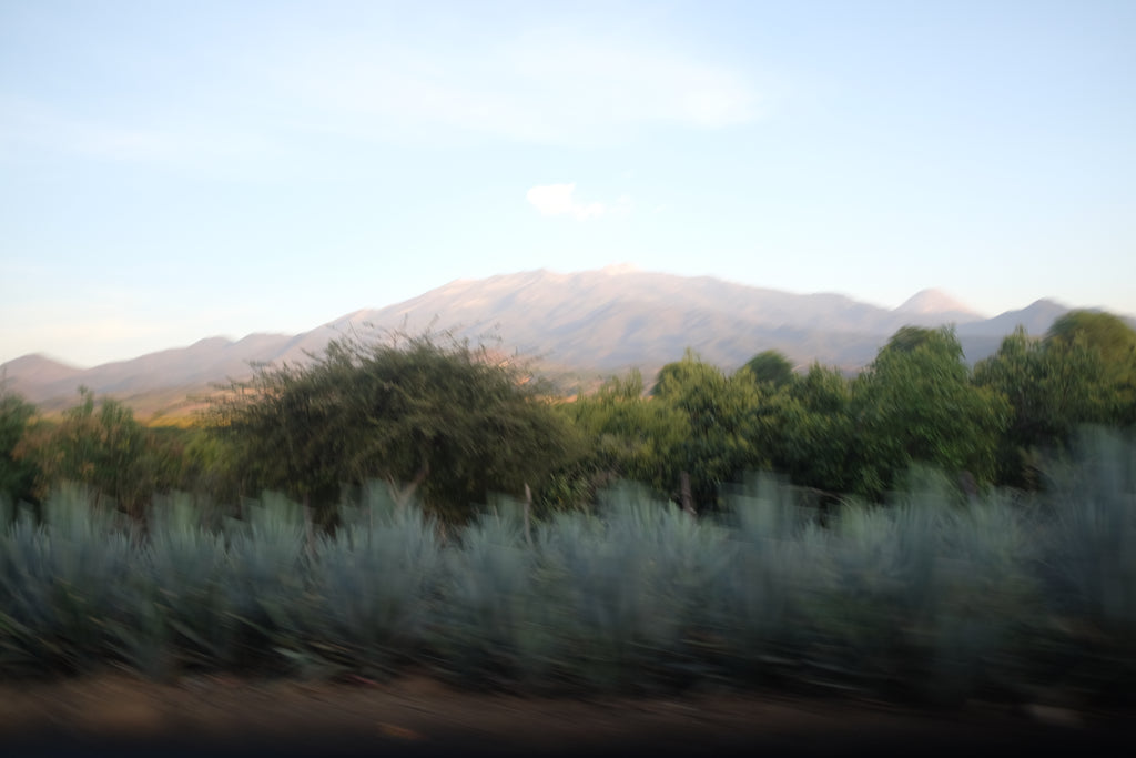 La Venenosa Sierra de Amula Agave road