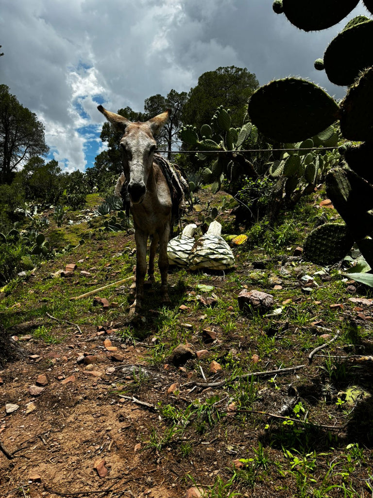 Donkey caring out with shaved Agave