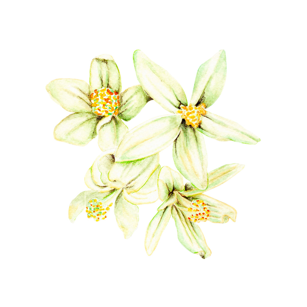 Rosita de cacao Flower