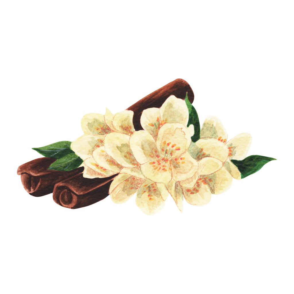 Cinnamon sticks flowers on a white background