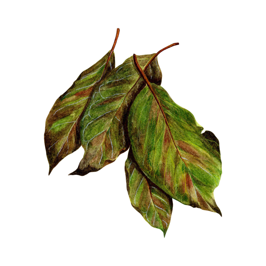 Illustration of a avocado on a white background