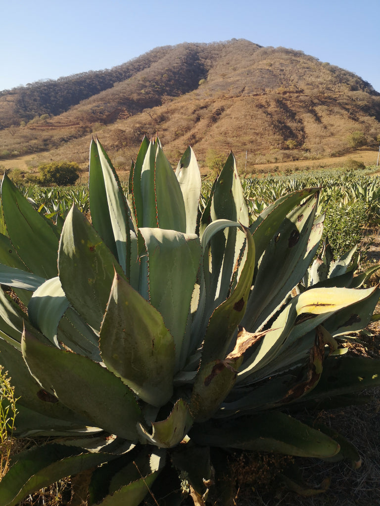 agave Maximiliana