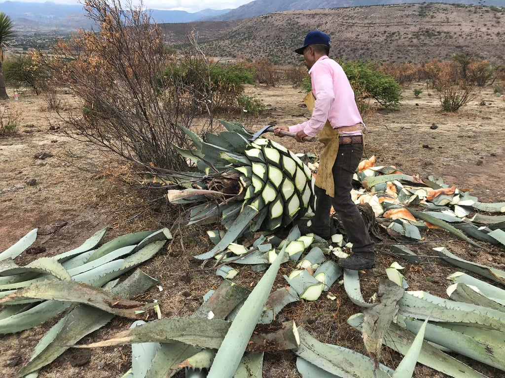 Worked Shaves Cenizo capon Agave