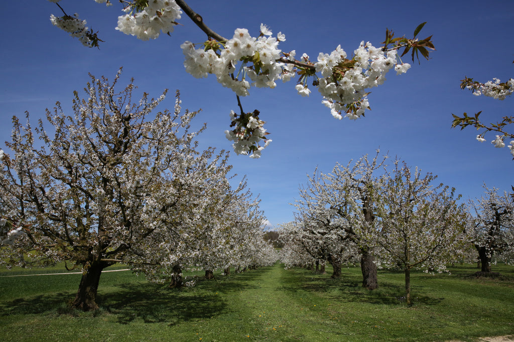 Schwarzes Chriesi Kirsch blossom trees in full bloom under a clear blue sky