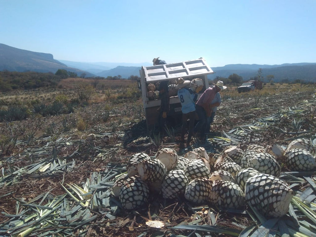 Loading Truck with Shaved ripe agave into truck