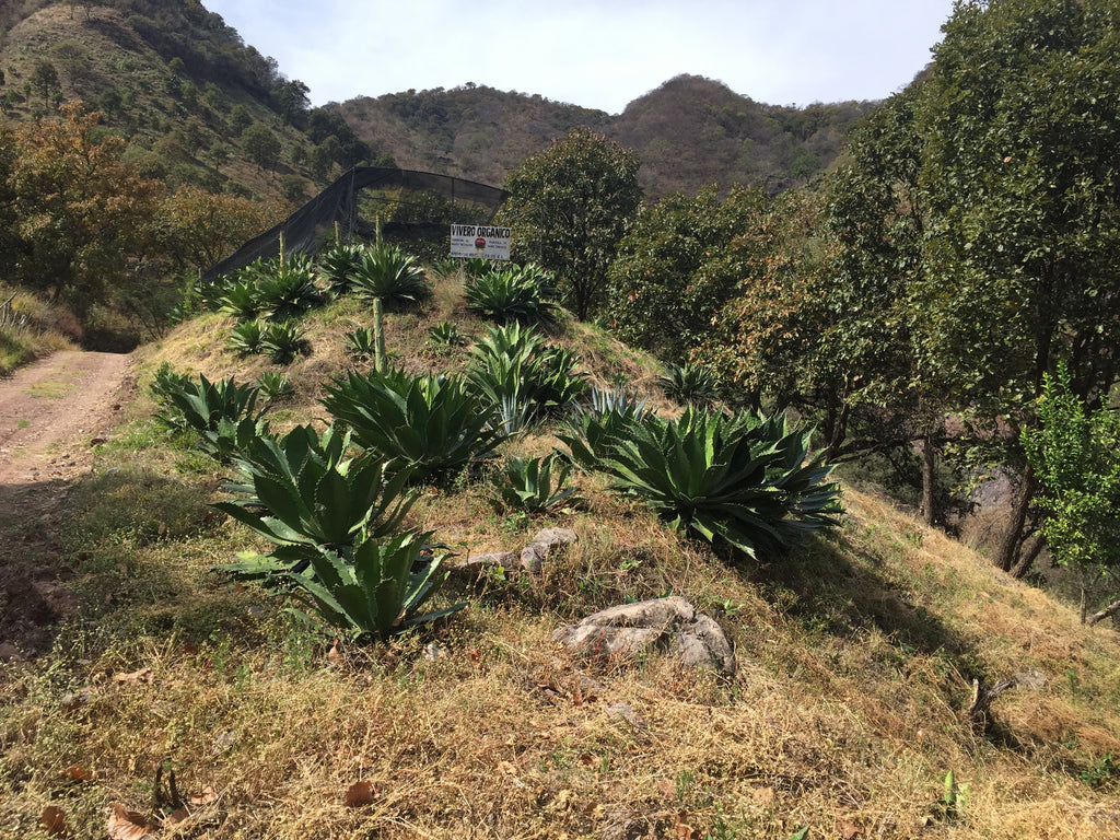 Agave diversity in Michoacan