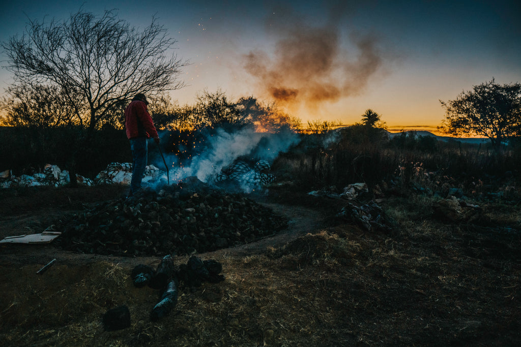 Roasting agave the morning 