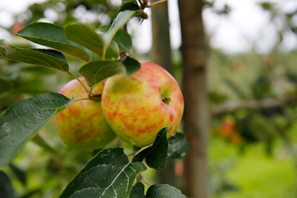 RoteGravensteiner  apple in tree