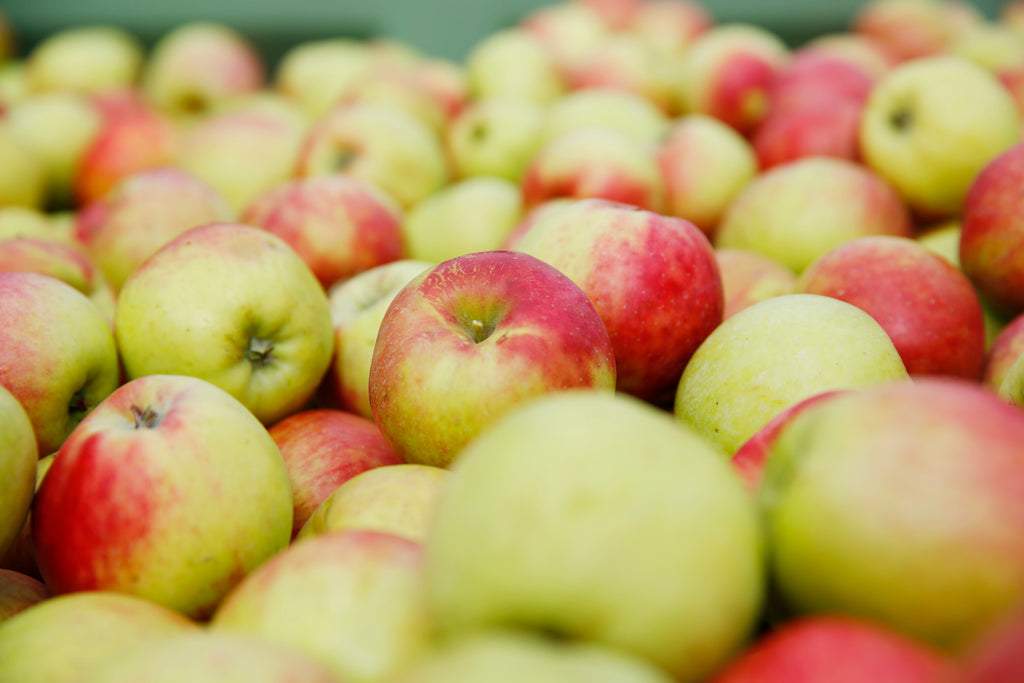 Rote Gravensteiner variety close up