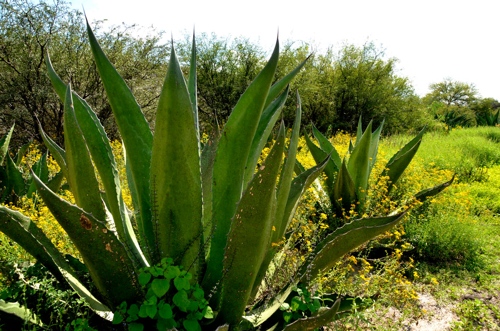 Salminana agave plants in a natural setting with yellow flowers and trees in the background.