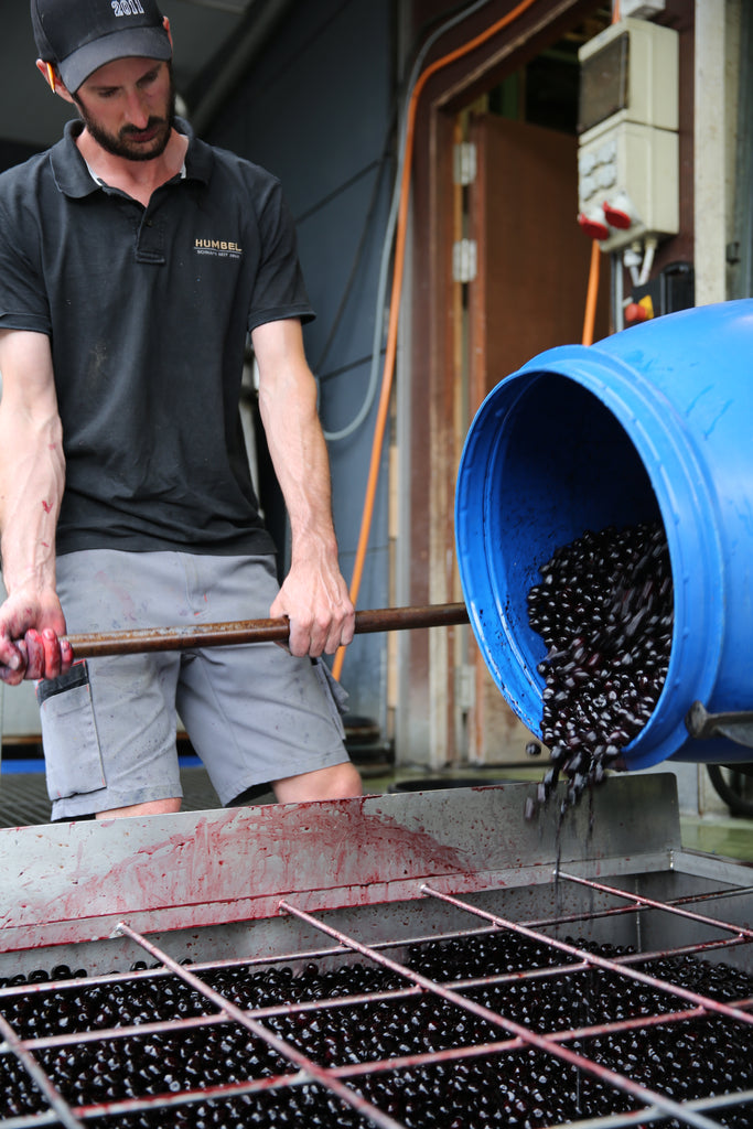 Fresh Schwarzes Chriesi Kirsch arriving to distillery