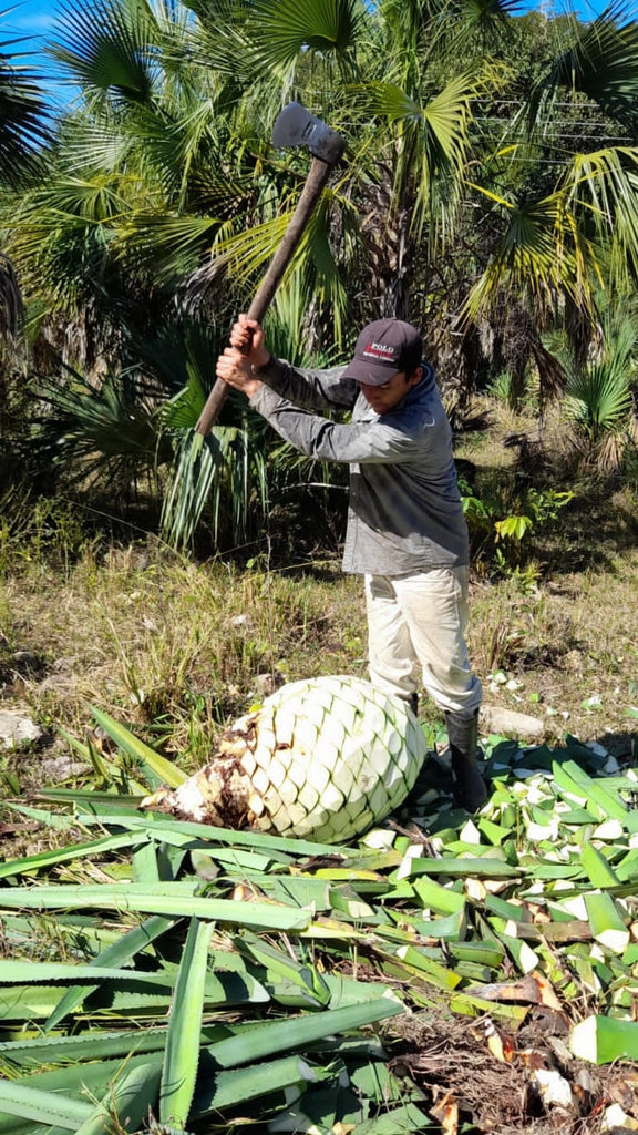 Chico aguiar Agave Costa