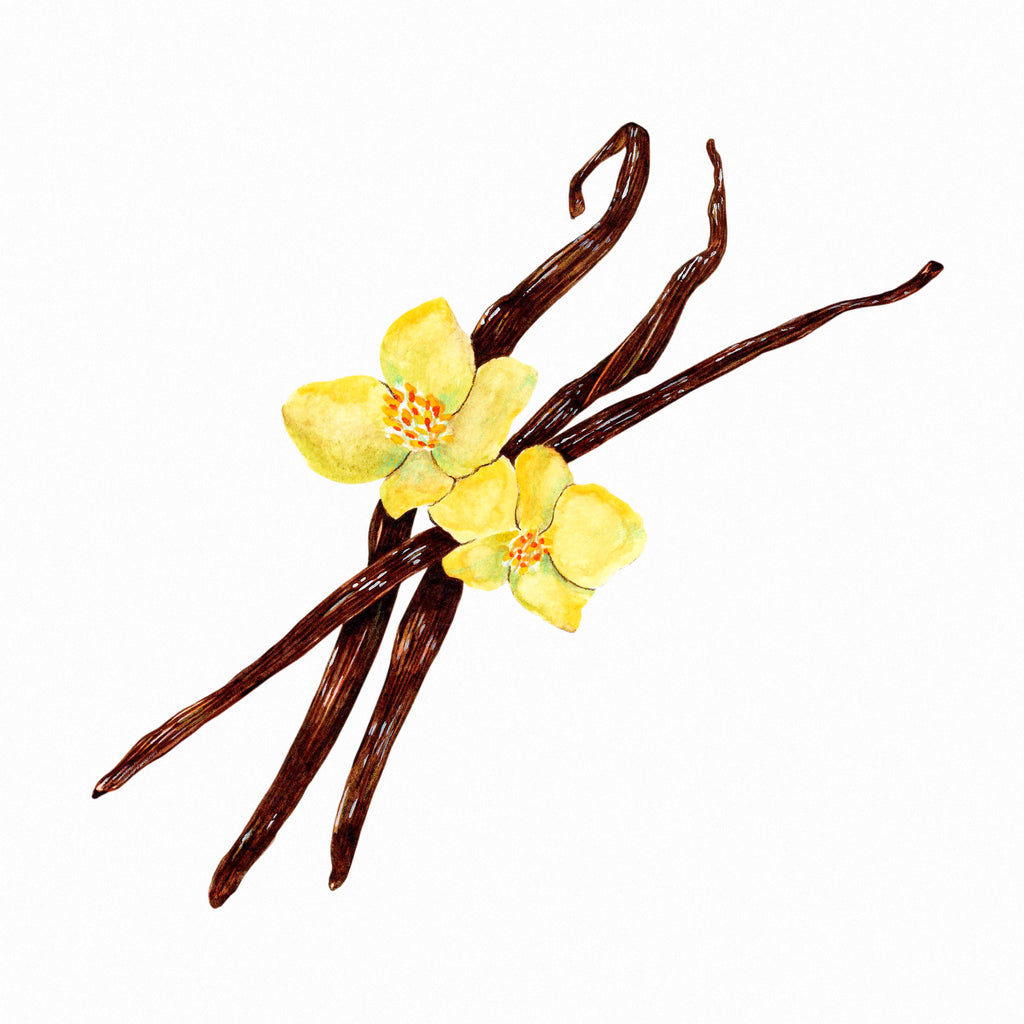 Vanilla beans with yellow flowers on a white background