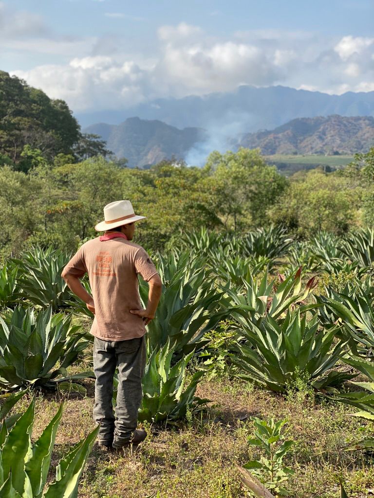 Luis Aguirre watching over his fields