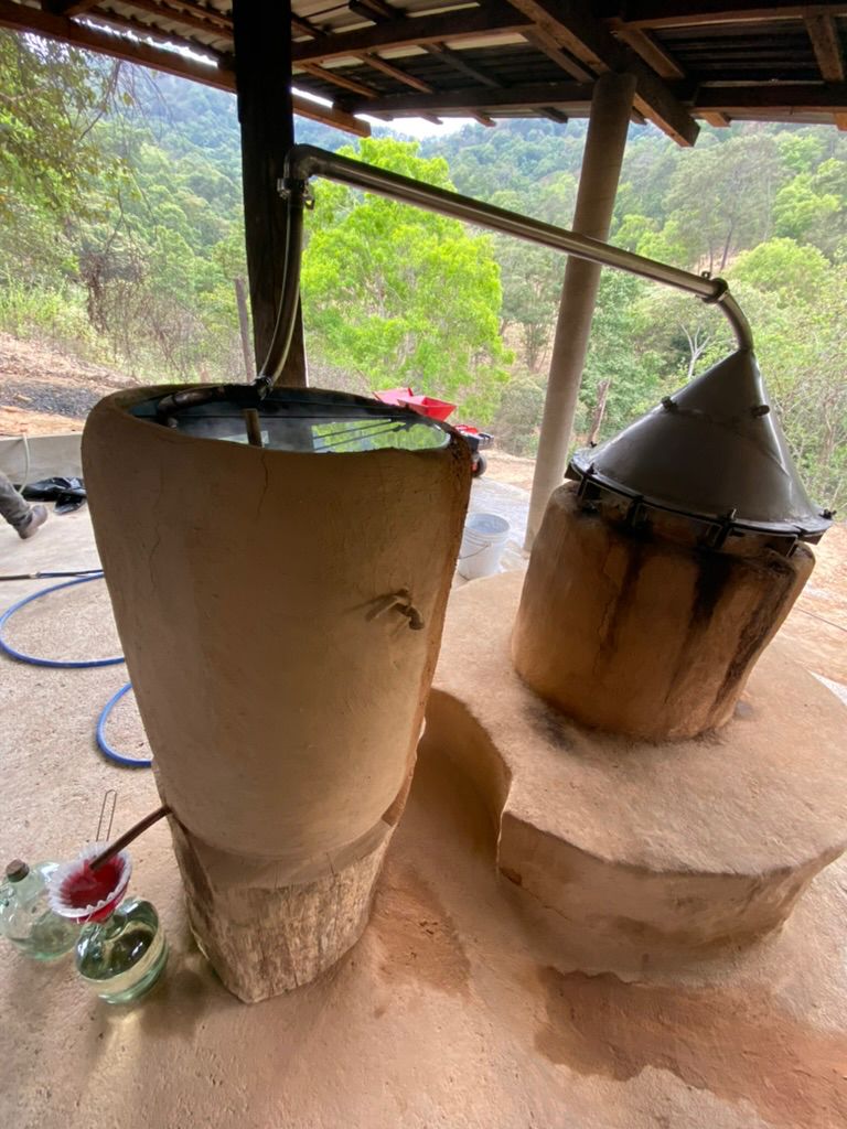 Still Bonete Sierra in action