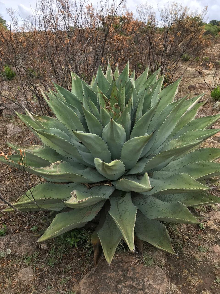 Agave Cenizo Durango