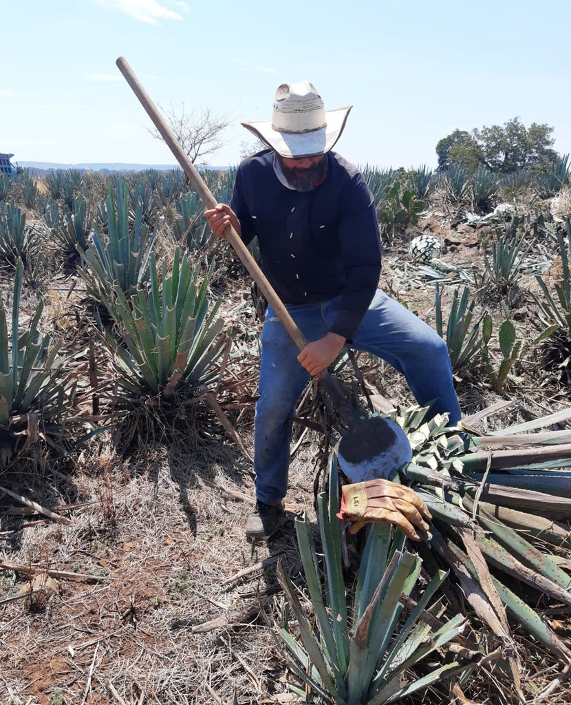 NODO Harvesting by Fortino Bañuelos