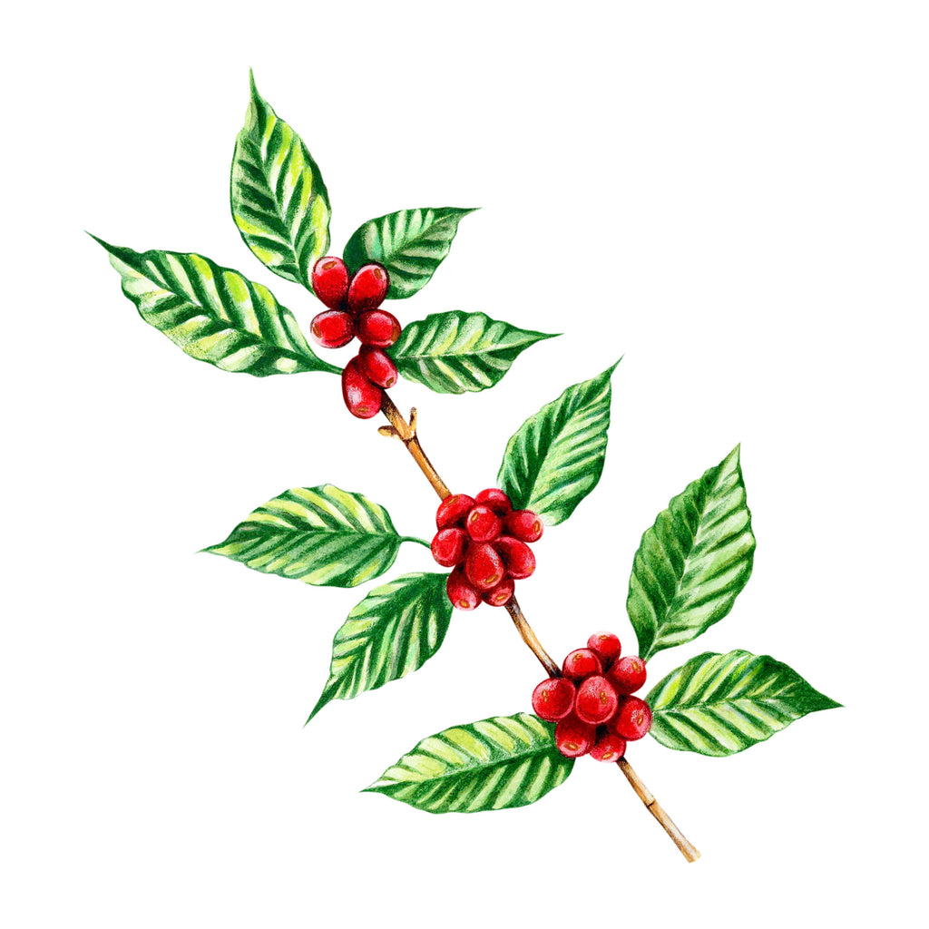 Illustration of a coffee plant with red berries and green leaves on a white background